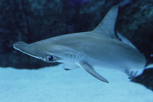 Hammerhead shark (Shark Seas)