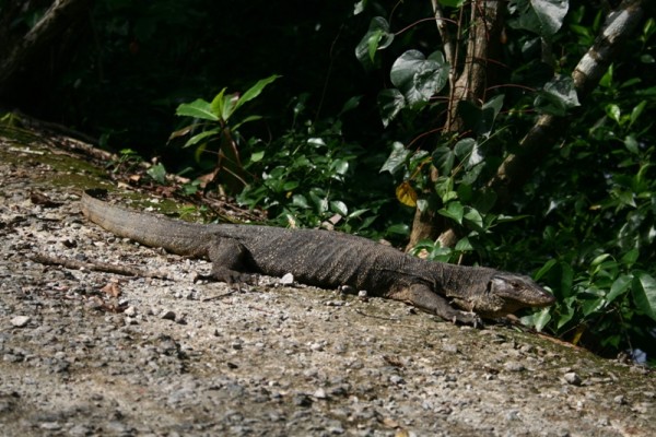 monitor lizard