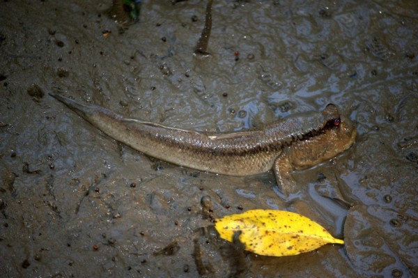 Mudskipper sungei_buloh_quiz 2