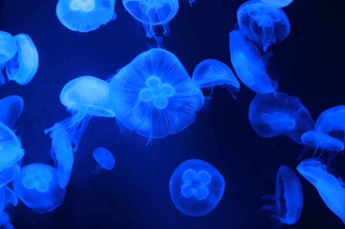 Blue jelly group.