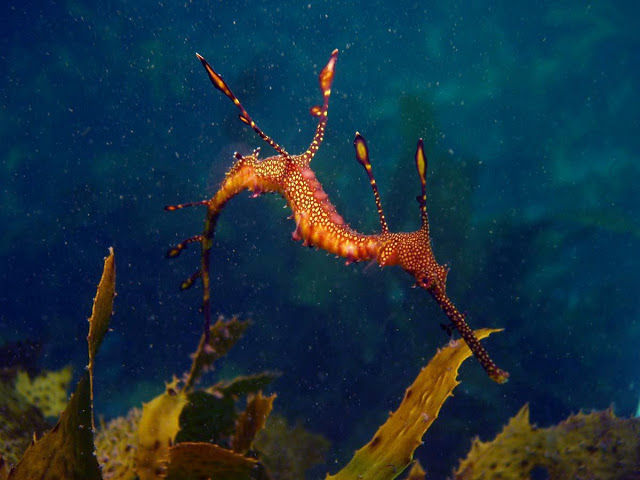 The weedy sea dragon.