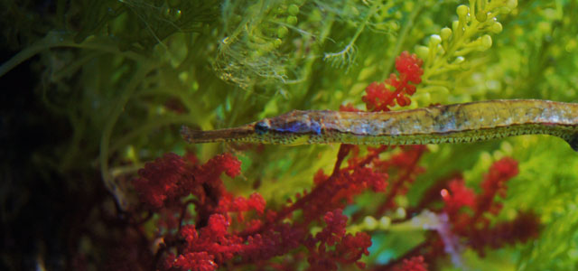 alligator pipefish