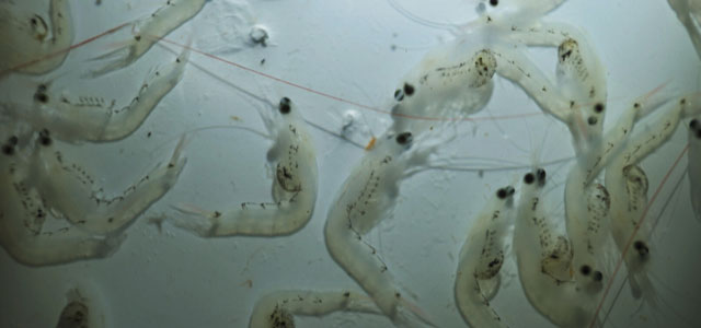 sea aquarium feed