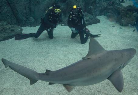 Two divers watching in awe as a 2m Sandbar Shark passes swims by.