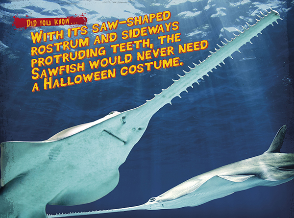 Spooky Seas sawfish