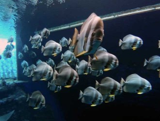 Batfish schooling