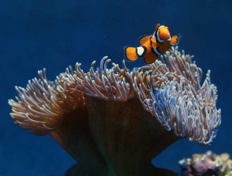 clownfish changing gender