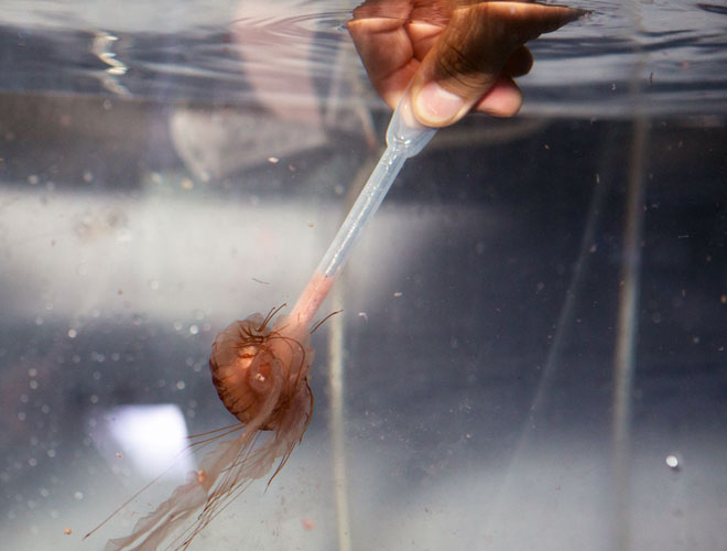 sea-jelly-breeding-featured